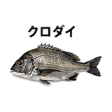 855577956