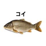 855577970