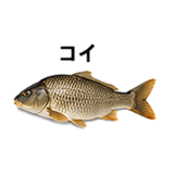 855577978