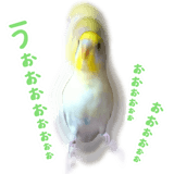 855578529