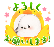 855580527