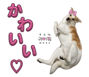 855581162