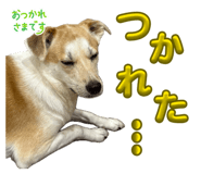 855581166