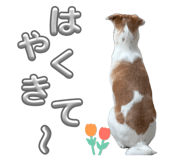 855581194