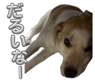 855581195
