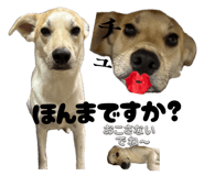 855581200