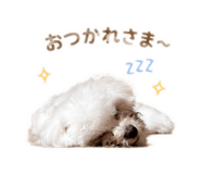 855581259