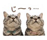 855581515