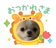 855581746