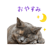 855582365