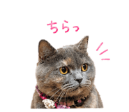 855582366