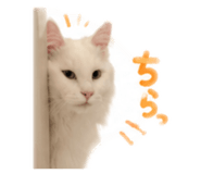 855582488