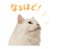 855582493