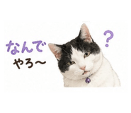 855583425