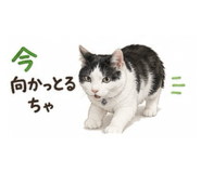 855583427