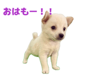 855583833