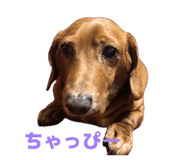 855583845