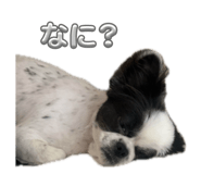 855584770