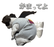 855584774