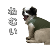 855584775