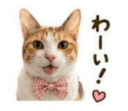 855585828