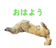 855586251