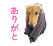 855586253