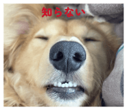 855586255