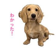 855586256