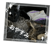 855588836