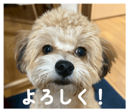 855589097