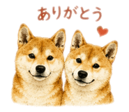 855589187