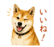 855589195