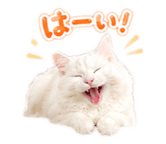 855591491