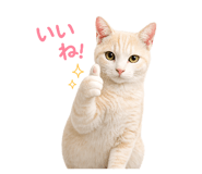 855591666