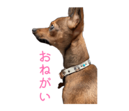 855592850