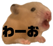 855592980