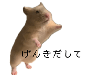 855592981