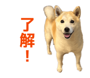 855593561