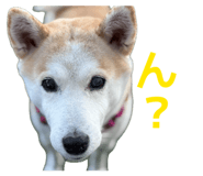 855593563