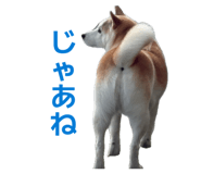 855593564