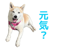 855593565
