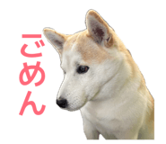 855593567