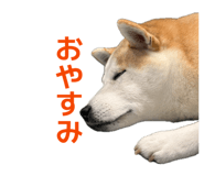 855593570