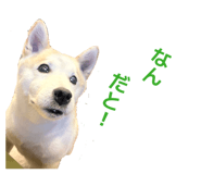 855593571