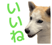 855593577