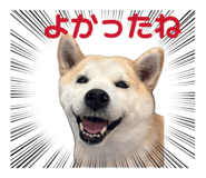 855593582