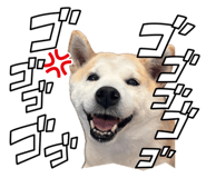 855593584