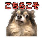 855594625