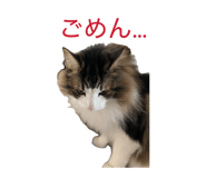 855594813